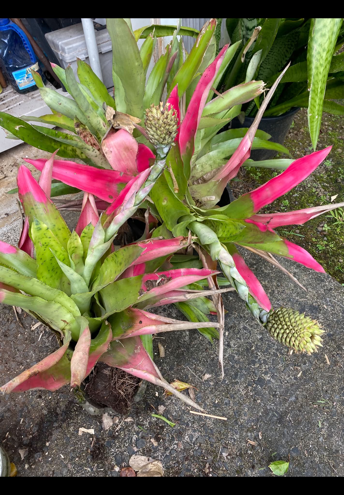 Aechmea 'Black ice 🧊'
