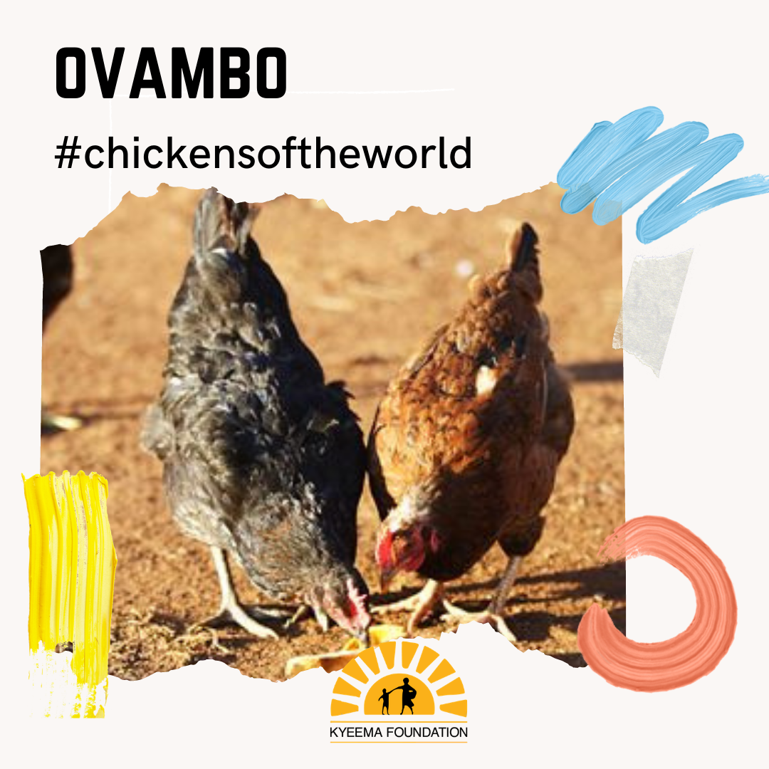 the-ovambo-chicken-is-native-to-the-kyeema-foundation-facebook