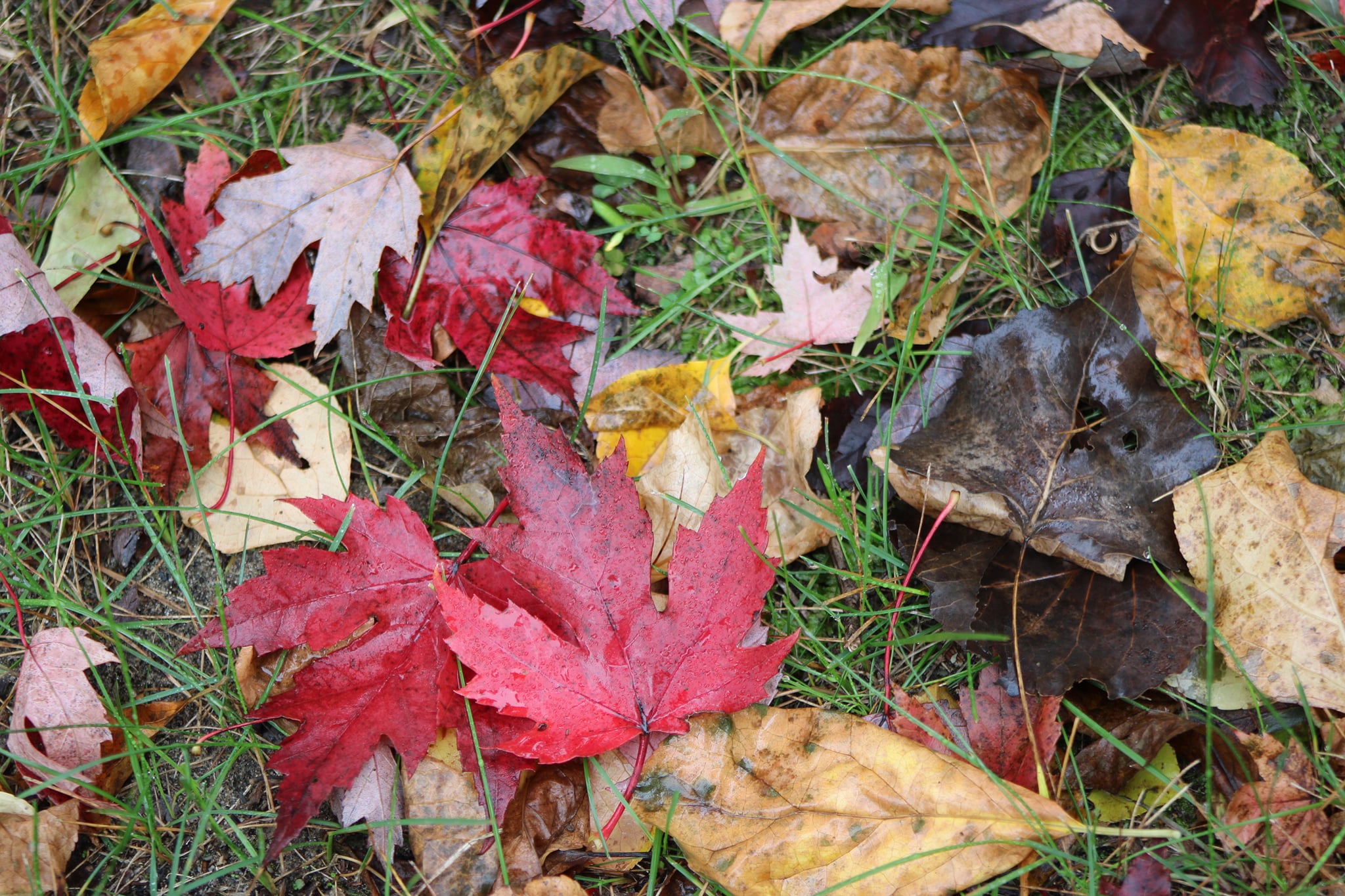 🍂📸FALL PHOTO CONTEST 📸🍂 We... - Schodack Island State Park