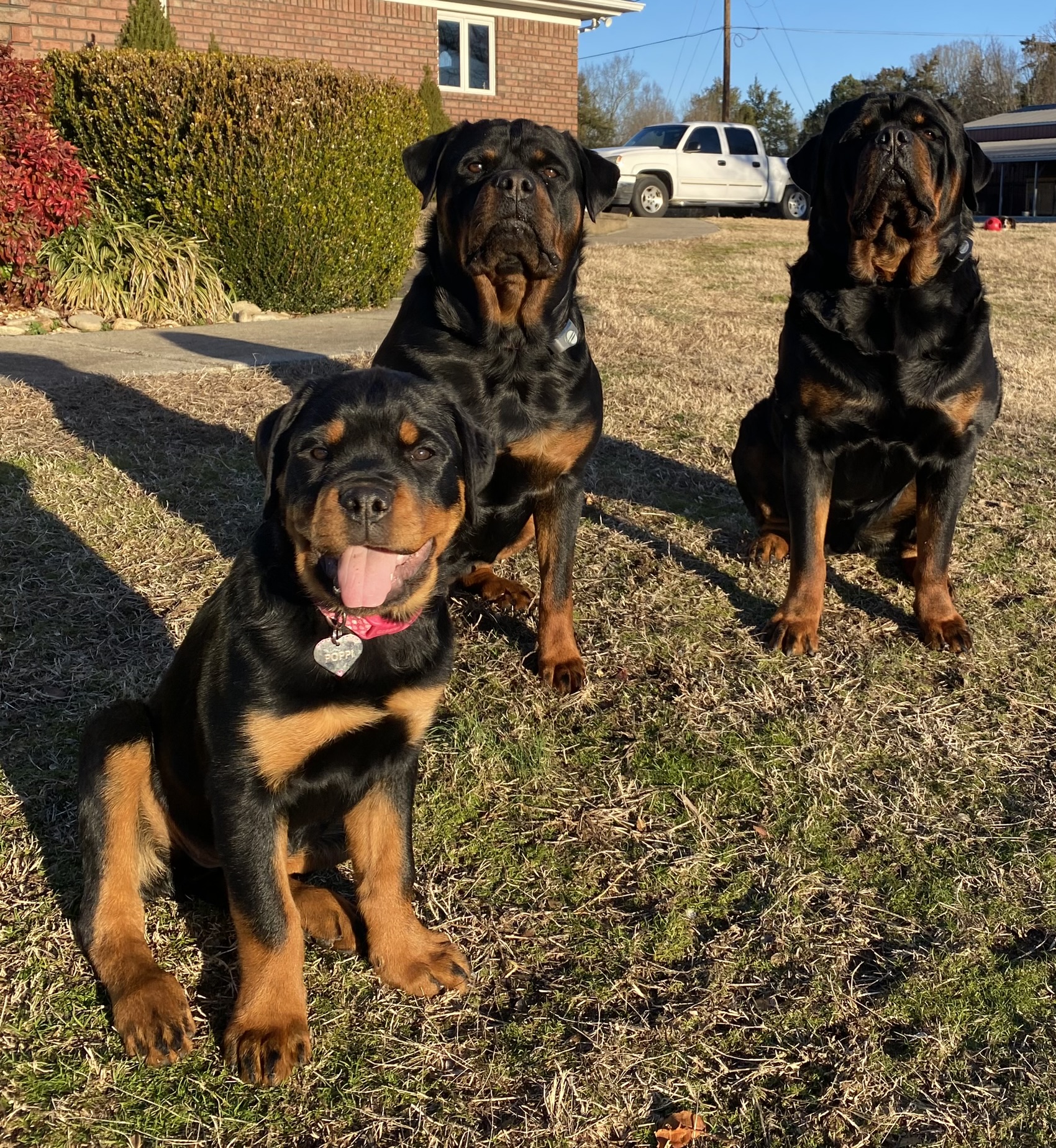KJB Kennels - The OG Rotties of KJB Kennels, Xora &... | Facebook