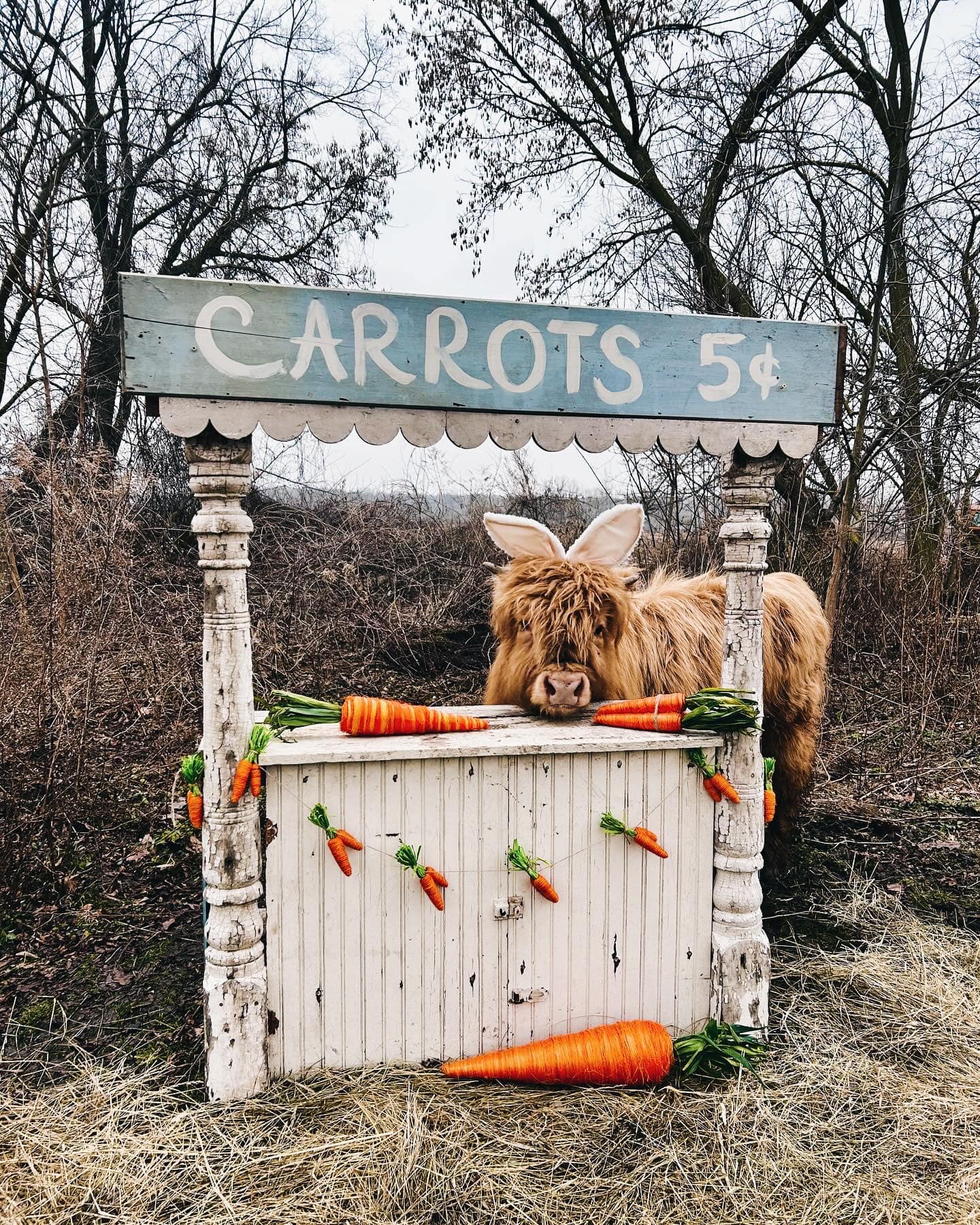 Sharp Farm - Since it feels like Spring, Butters is... | Facebook