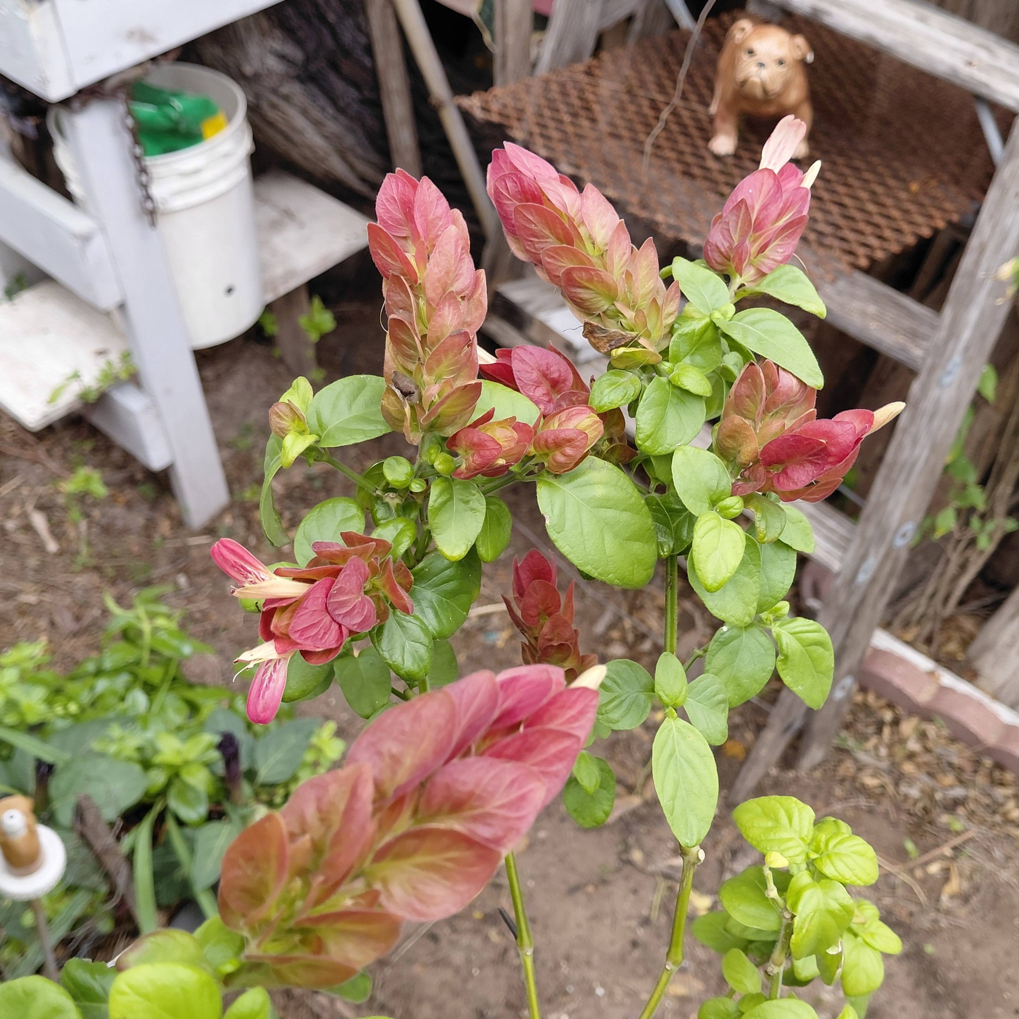 Venta de estapelias gianteas y huernias diferentes colores aquí  display picture 1