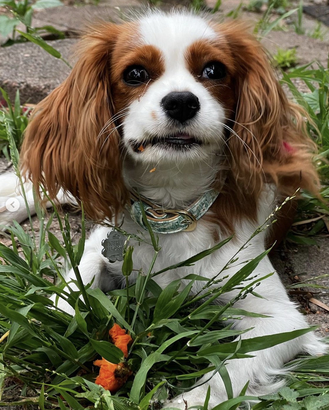 SSRdogs.org.au - HAPPY NEW YEAR SSR FAMILY! 🥳🥳🥳🥳🥳 May...