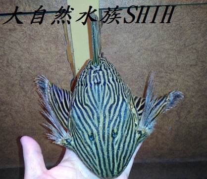 大自然水族 - L027c金線皇冠豹異形...