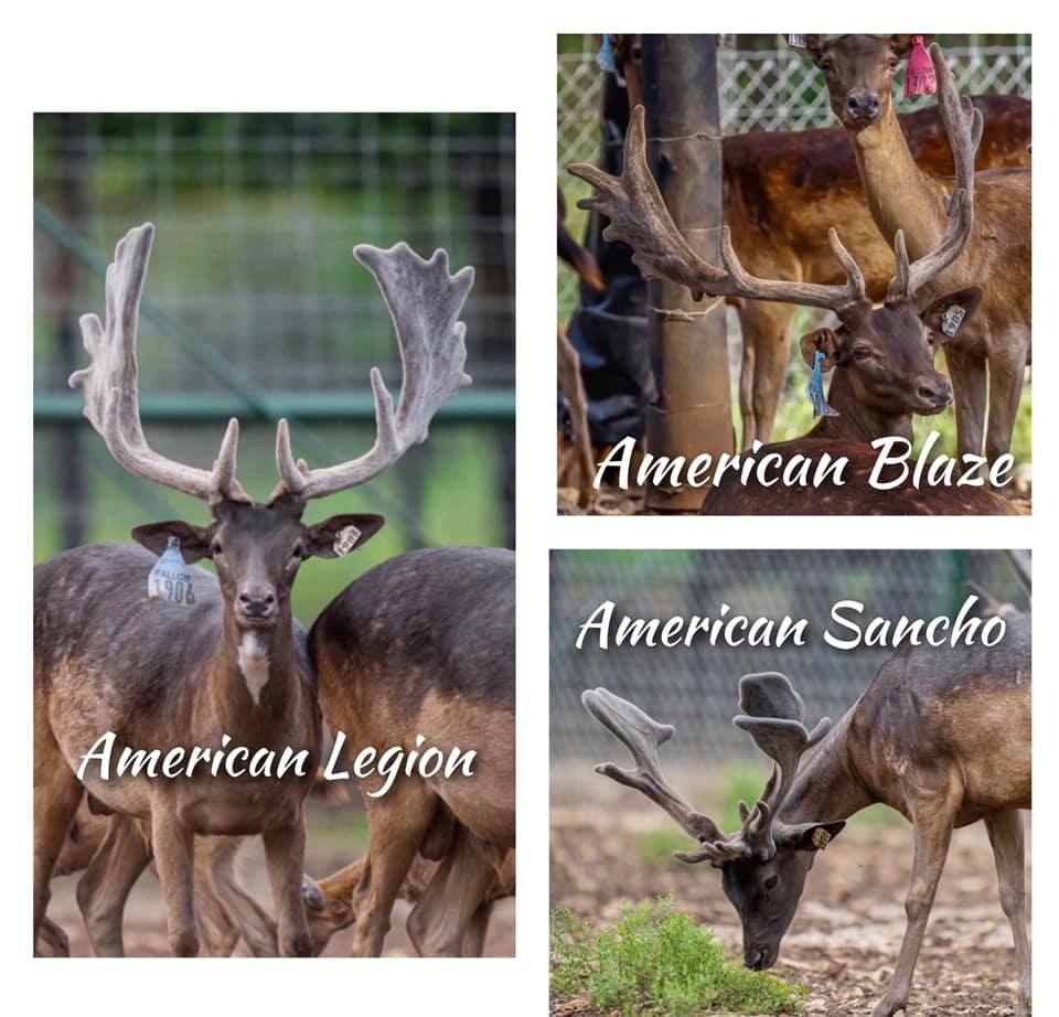 Long Tine Ranch | Quinlan TX