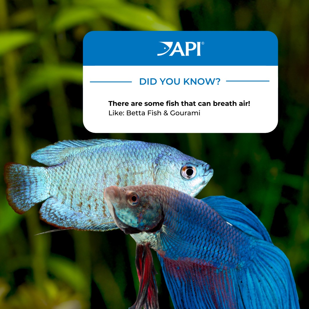 API Philippines - API FISH FACTS! Some fish can breathe in... | Facebook