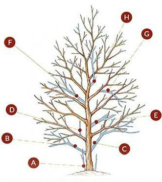 How and When to Prune Trees and... - Plants and gardening