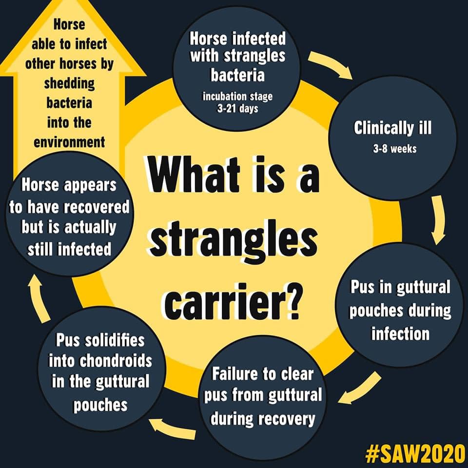 BHS Scotland - What is a strangles carrier? Around 10% of...