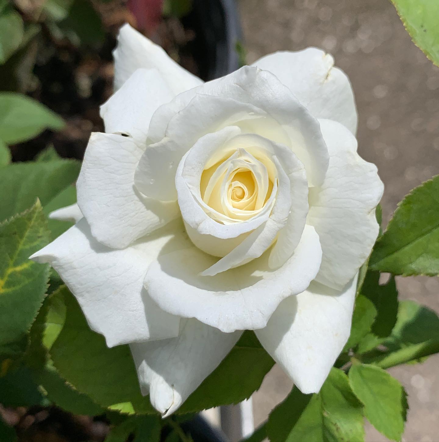 We are still making deliveries to... - Nelson's Florida Roses | Facebook