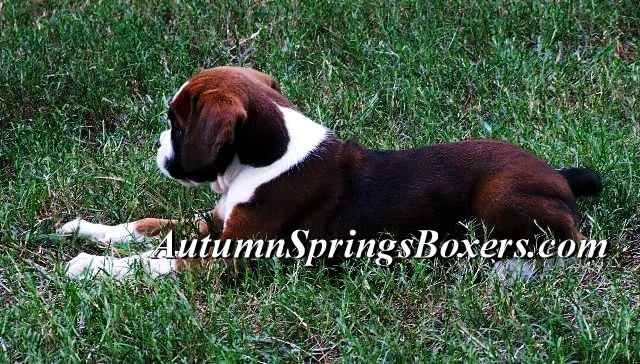 Autumn Springs Boxers