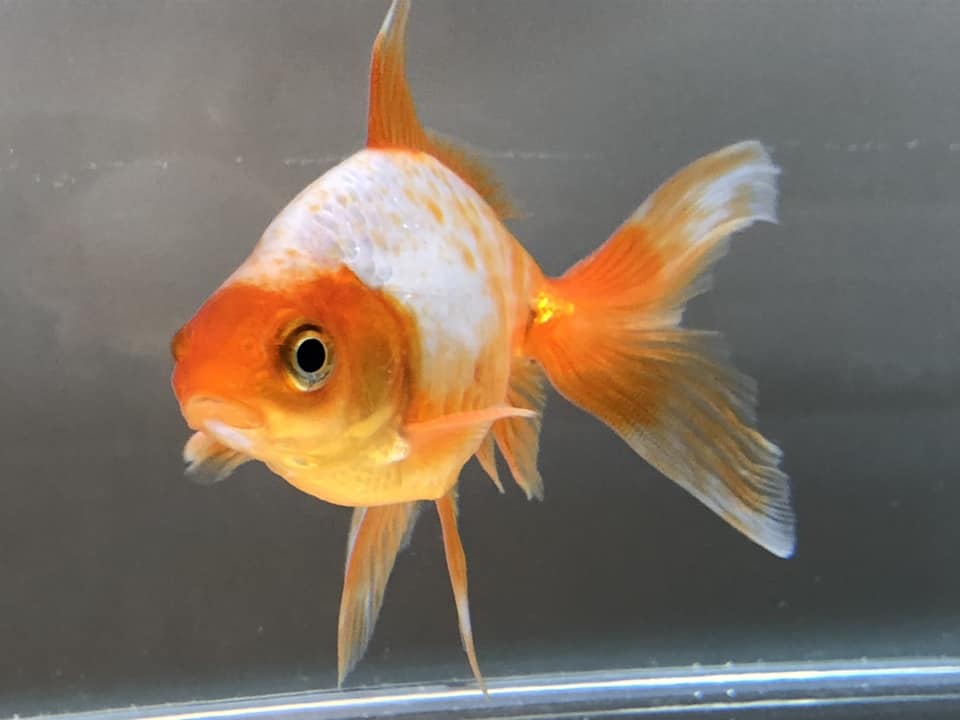 本日ご紹介する金魚はコチラ 