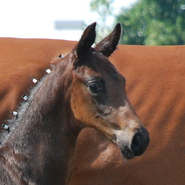 St Louis Equestrian - ***Horse of the Day*** Sworn Secret (Sea of ...