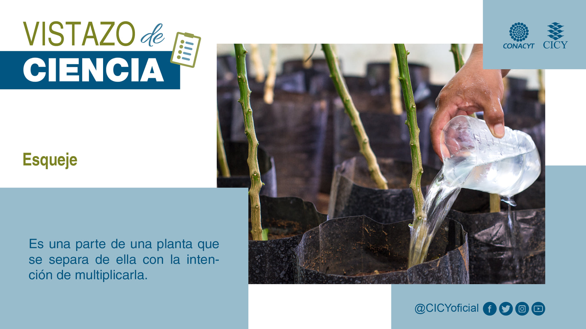 ¿Sab... - CICY - Centro de Investigación Científica de Yucatán | Facebook