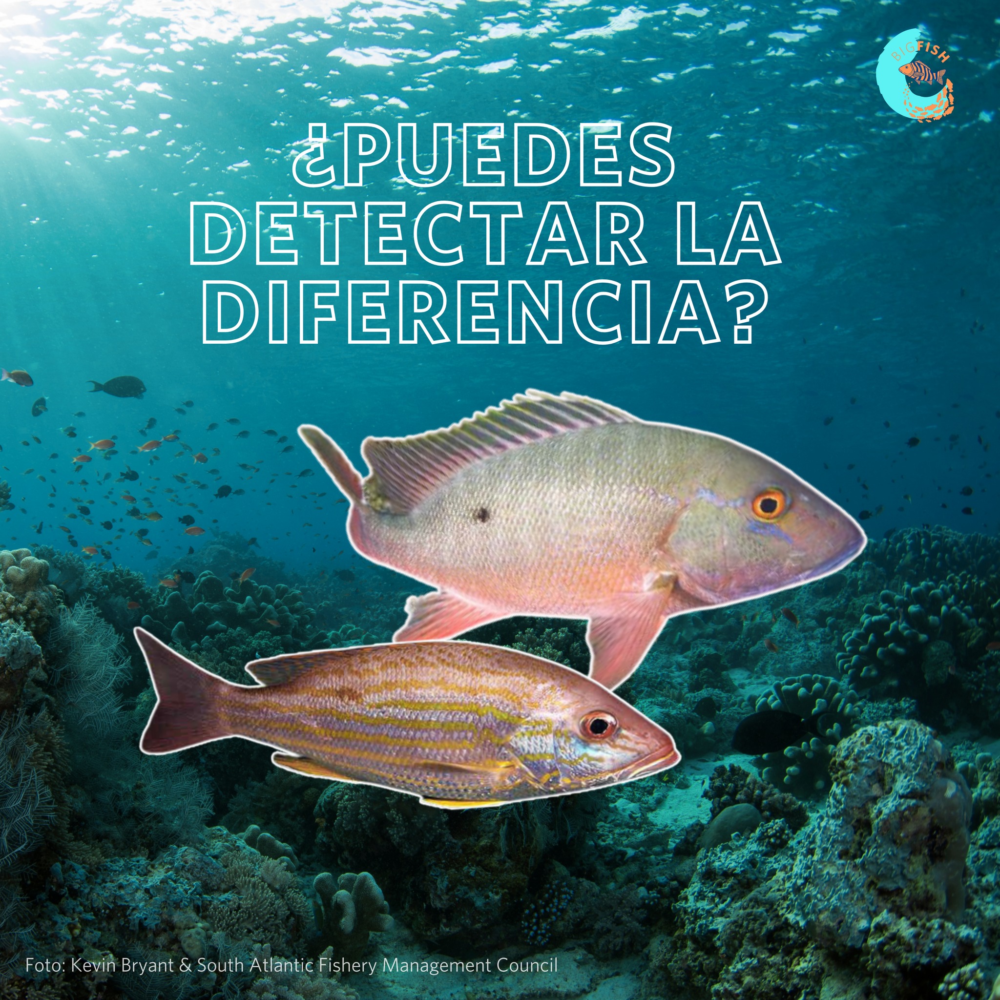🔍 🐠 Para los pescadores, distinguir... - Big Fish Initiative | Facebook