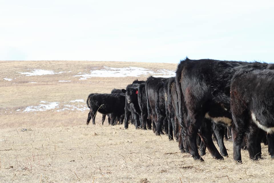 A7 Ranche - Exciting footage of our cow herd and bred heifers to share ...