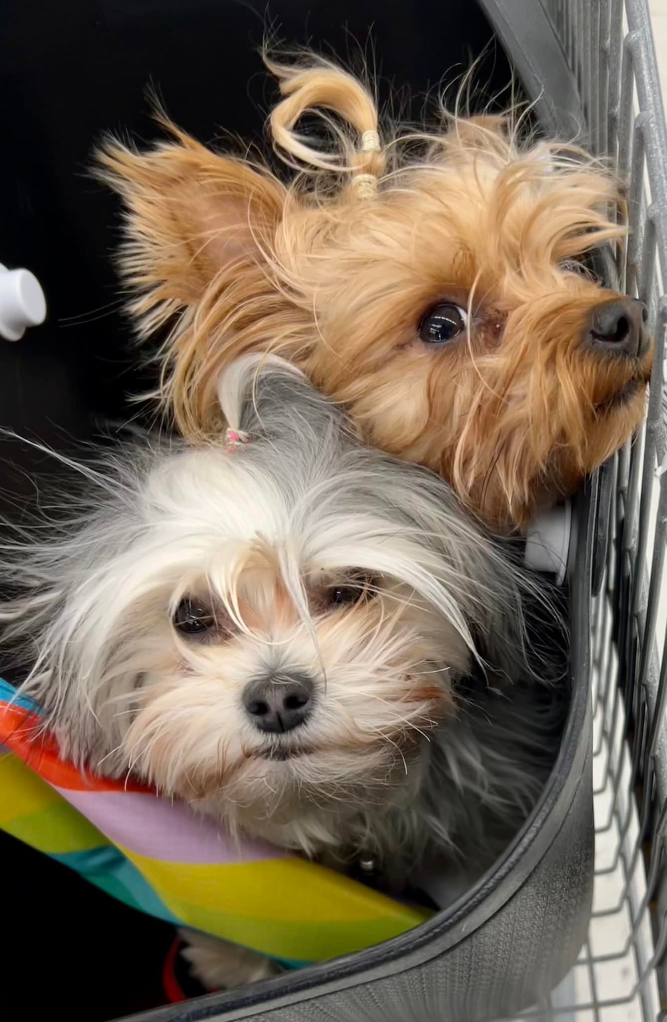 Cute puppy bag for Yorkies from Hobby Lobby
