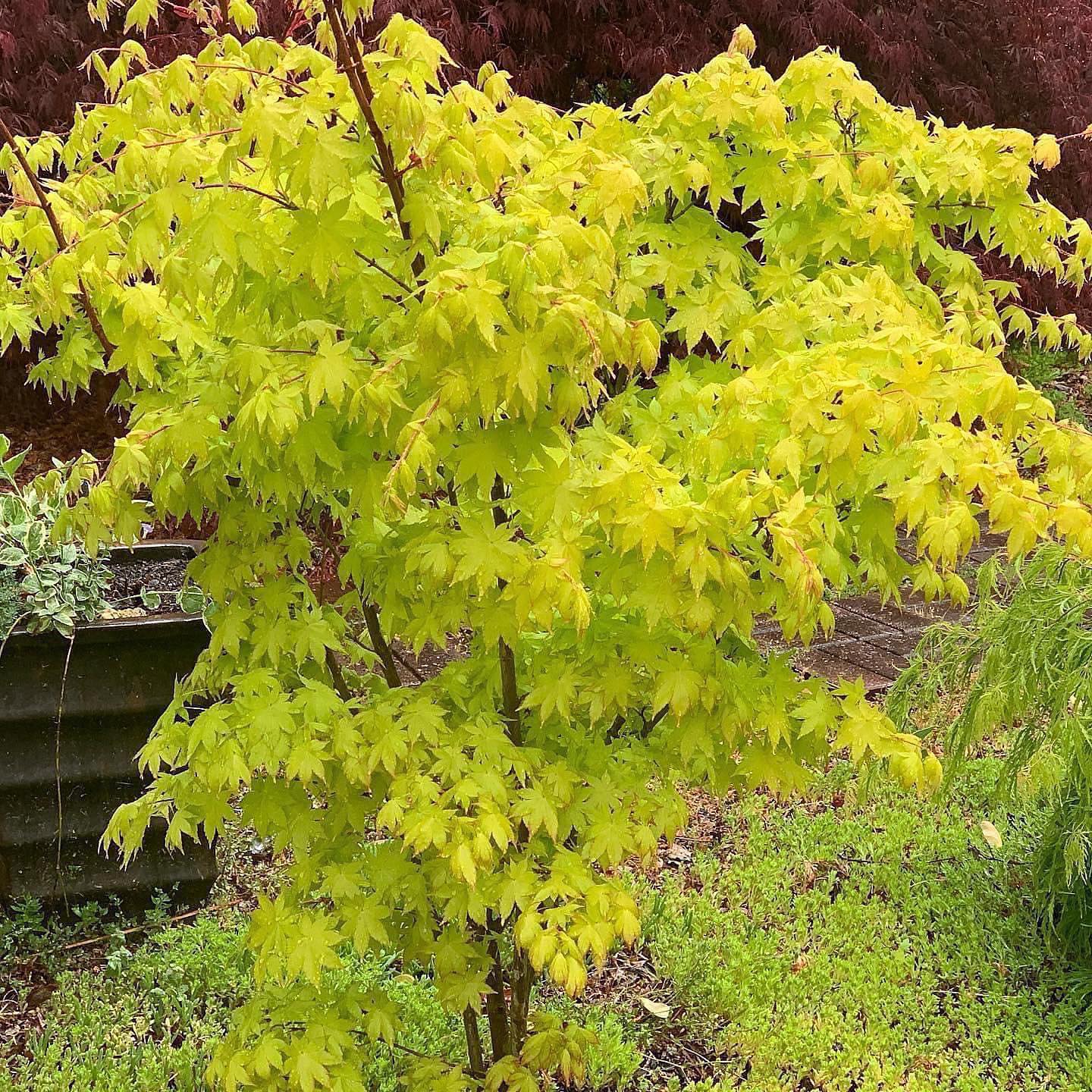 MrMaple.com - #ACERPALMATUM #SUMMER GOLD #JAPANESEMAPLE https://mrmaple ...