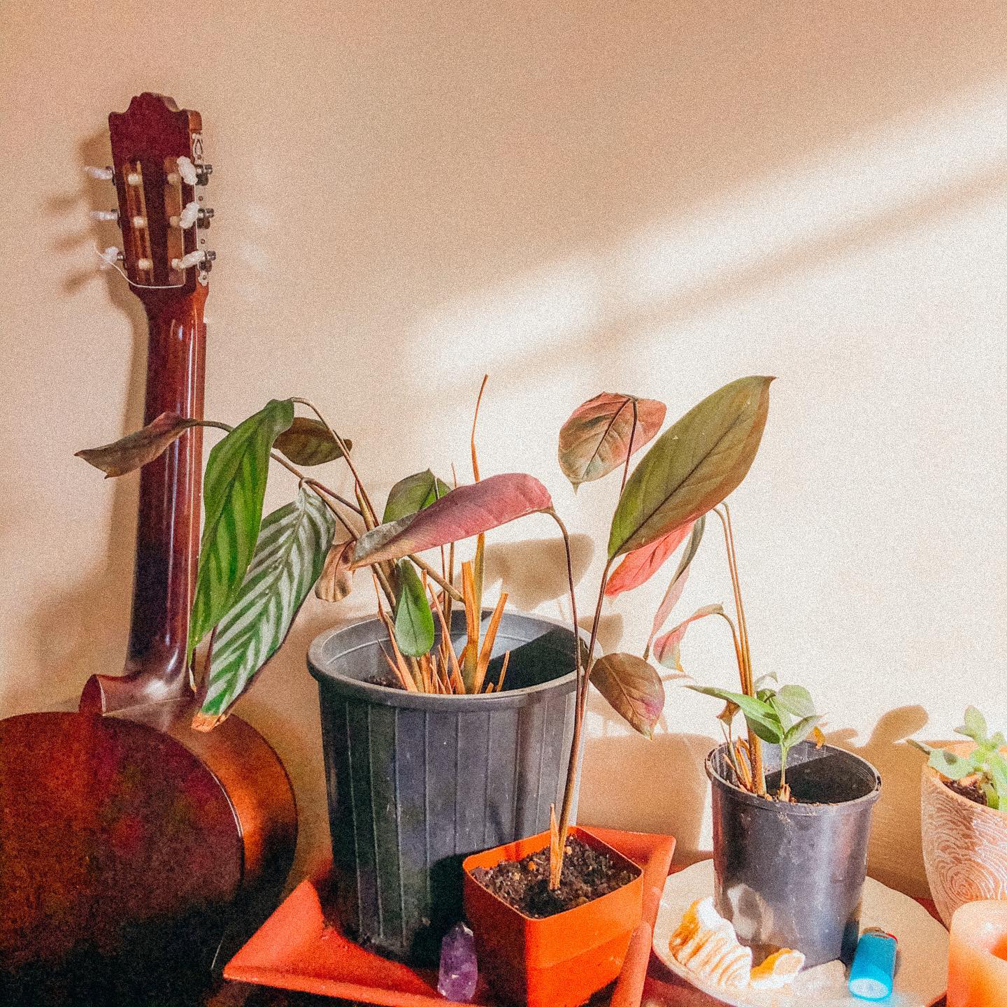 Idyllic Bloom Collective