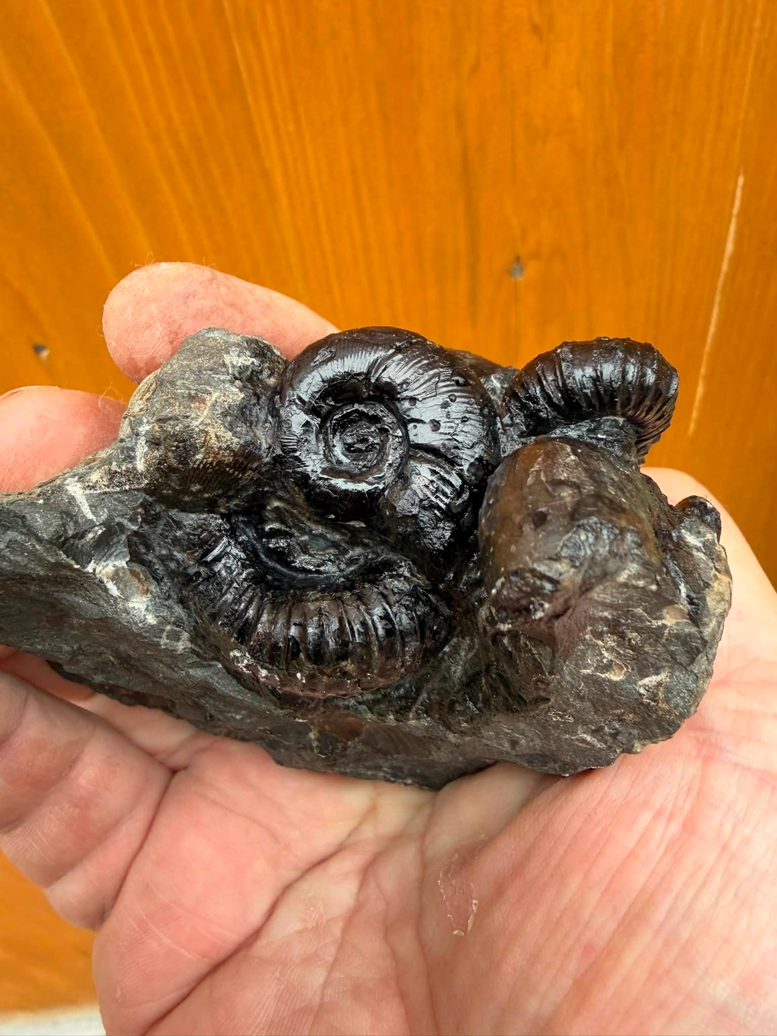 穂別博物館海竜館アンモナイト素晴らしい。 特に伊豆倉さんが寄贈され