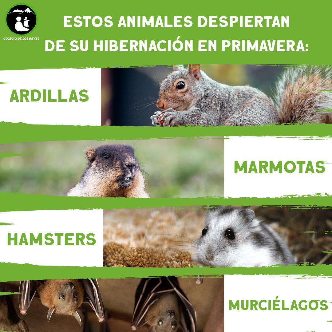 La hibernación es una especie de... - Colegio de Los Reyes