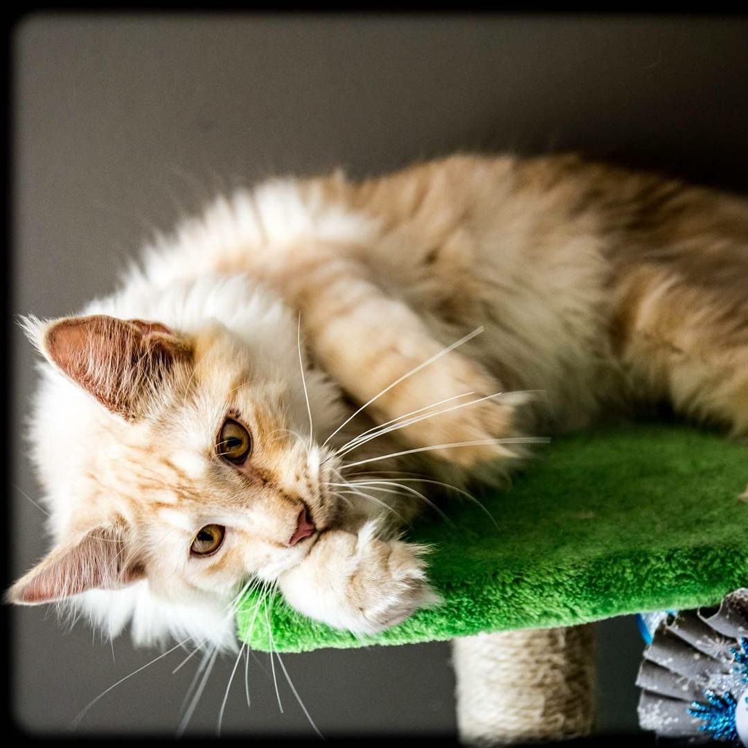 King Muezza The Mainecoon Home Facebook Turn numbers into cute drawings! facebook