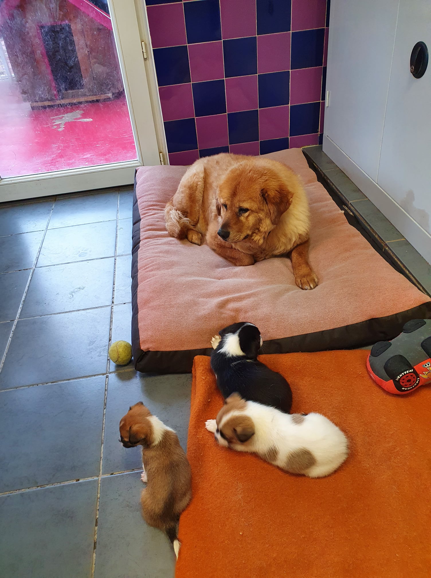Amis Des Betes Aix Les Bains Facebook