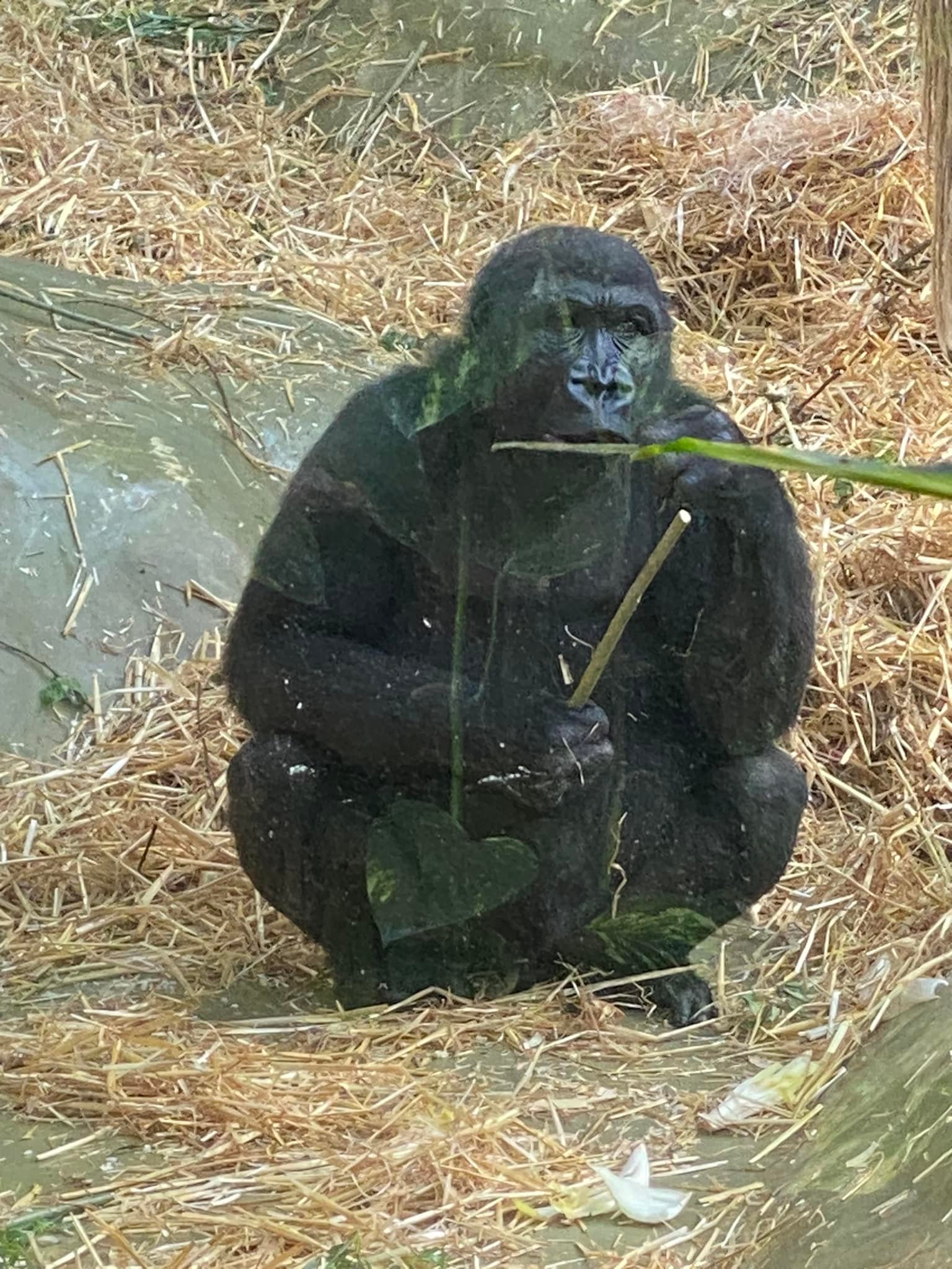 A couple more of the new Gorilla