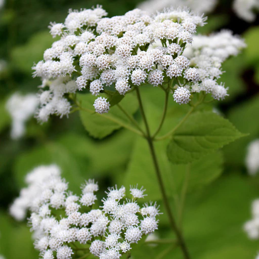 Is this bushy white snakeroot in Delaware County?