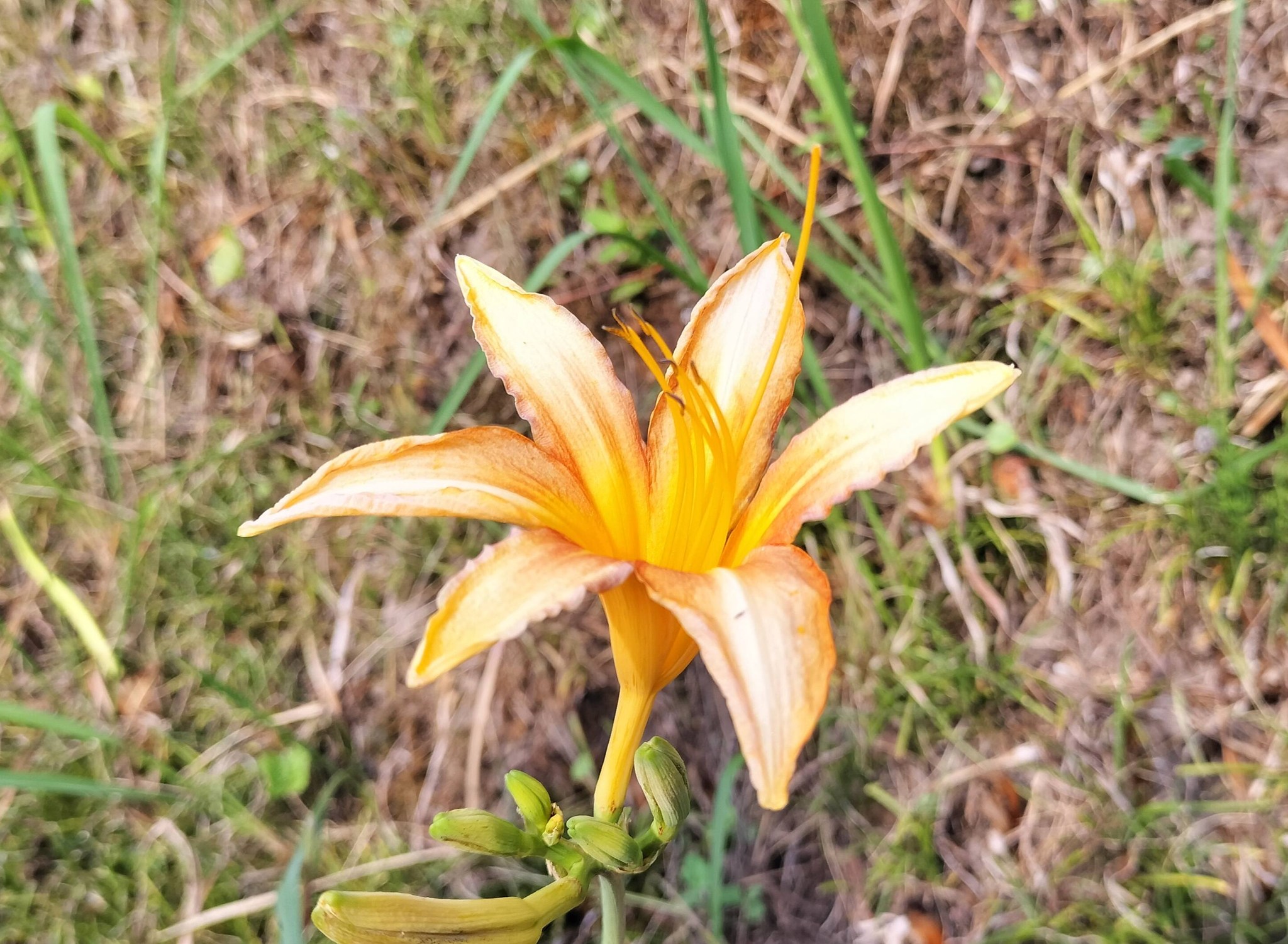 白毫寺で椿を撮りました。