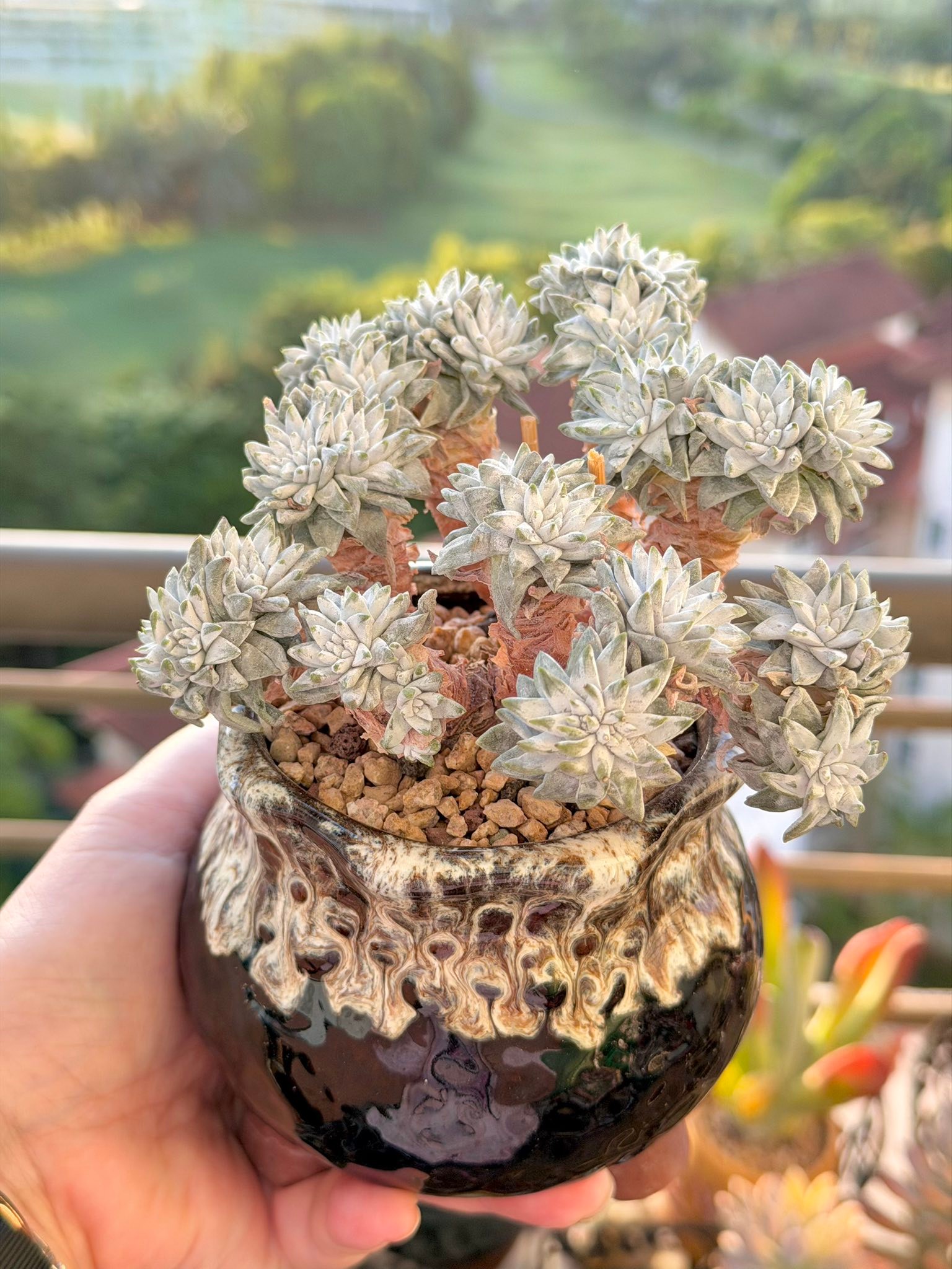 Dudleya gnoma cluster succulent plant
