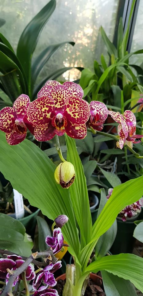 Phal. Yaphon Golden Leopard #靜靜養蘭 Hong Kong