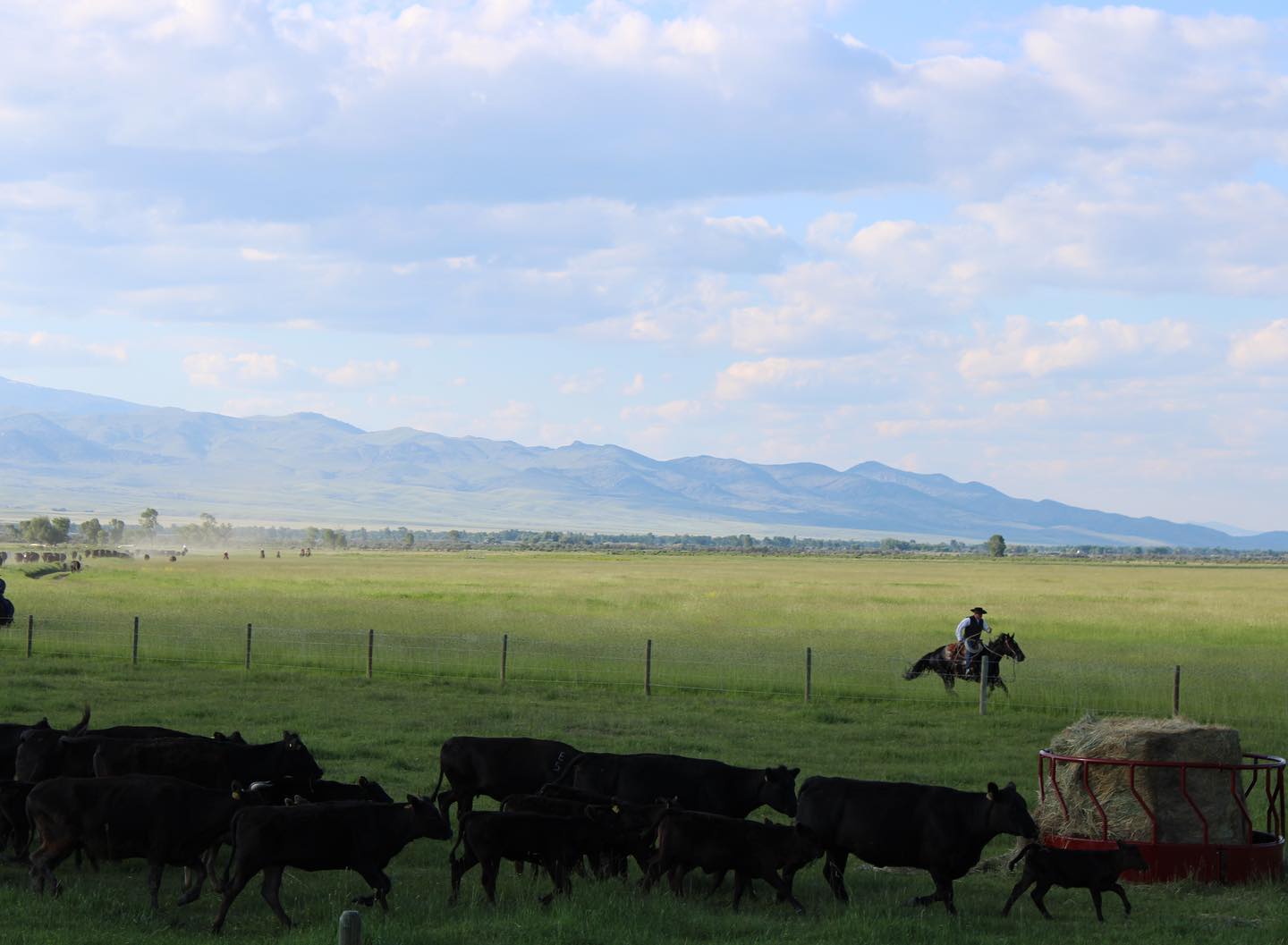 Arrington Ranch LLC | Wisdom MT