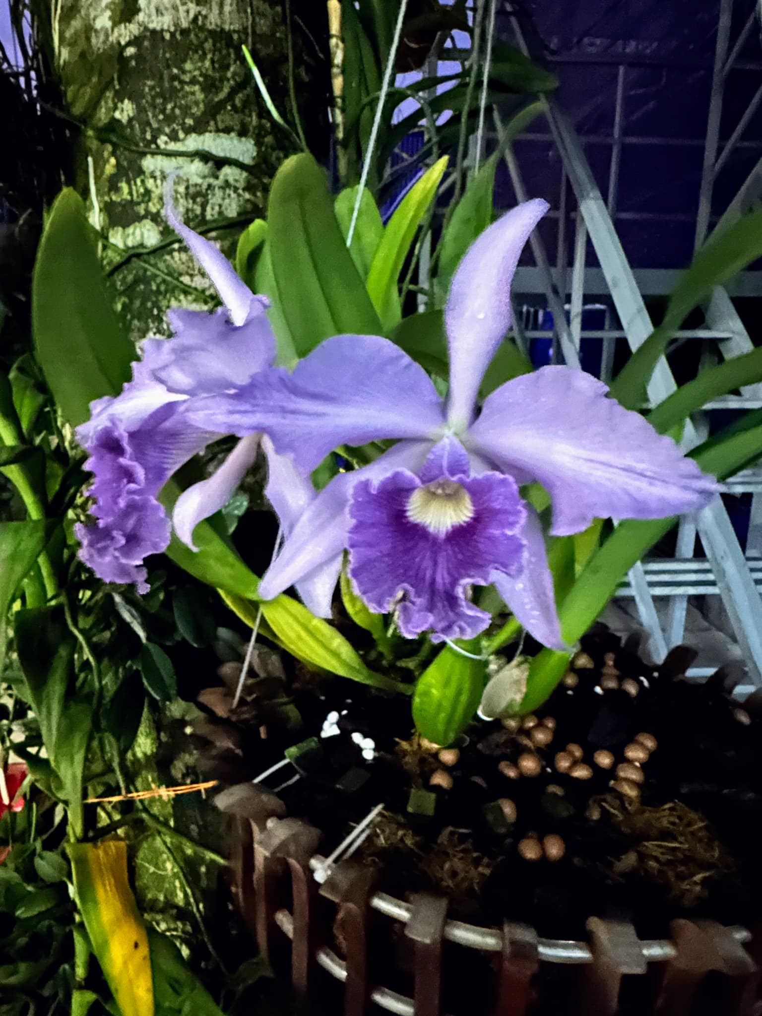 Lc. Canhamiana var. coerulea 'Azure Sky' AM/AOS.