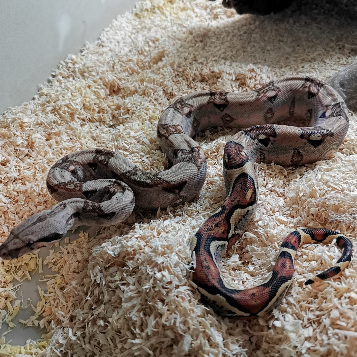 Cb20 normal boa constrictors now in... - Penfolds Reptiles