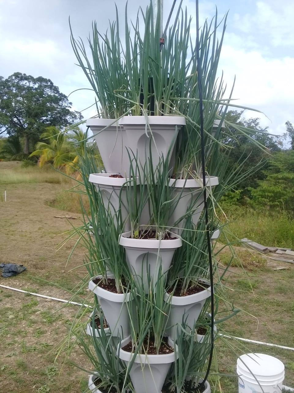 Image showcasing Here is a customer's Vertical Hydroponic Mr Stacky system and update ...