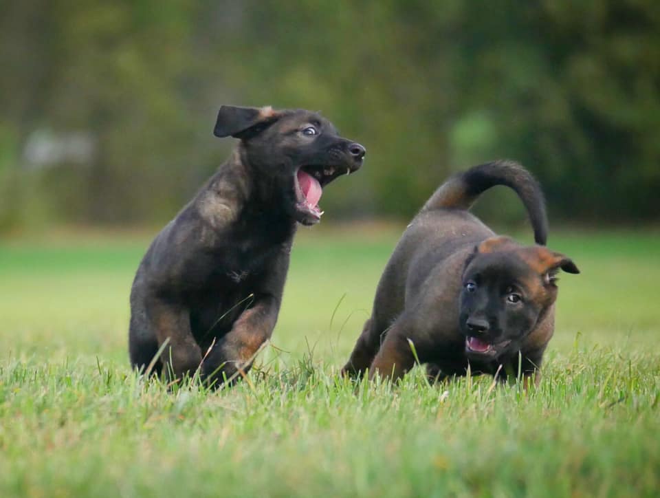 Labogen - Belgischer Schäferhund (Malinois) 🐕‍🦺 Gewicht: 25-30kg ...