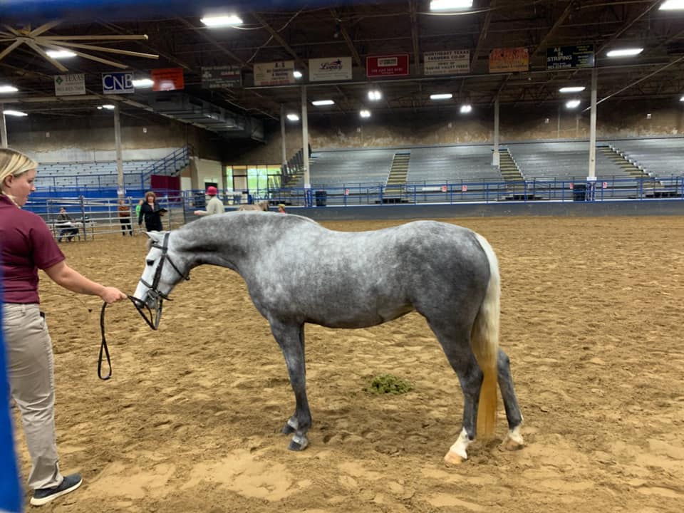Kickapoo Ponies Texas added a new... - Kickapoo Ponies Texas
