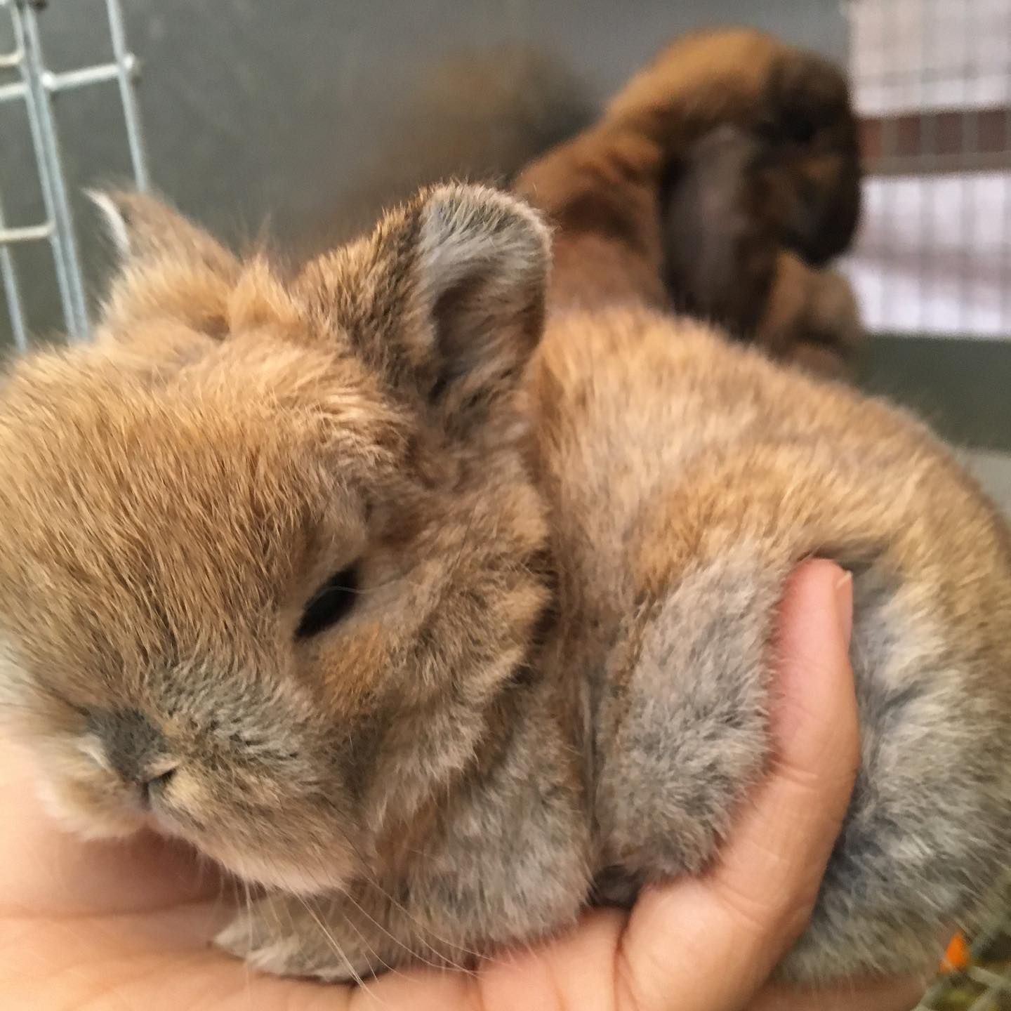 Introducing Fields Farms Orange... - Fields Farms Rabbitry