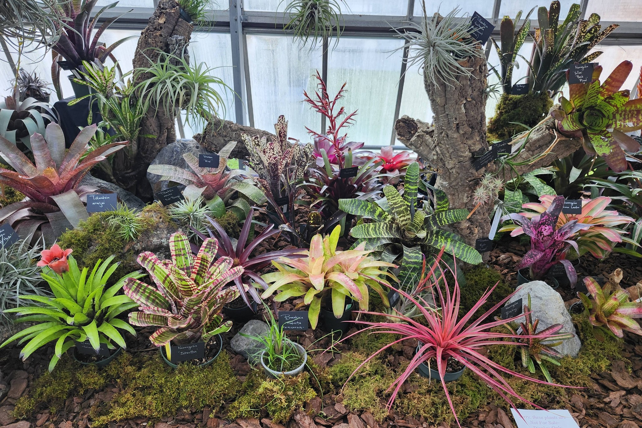billbergia HIDDEN TREASURE