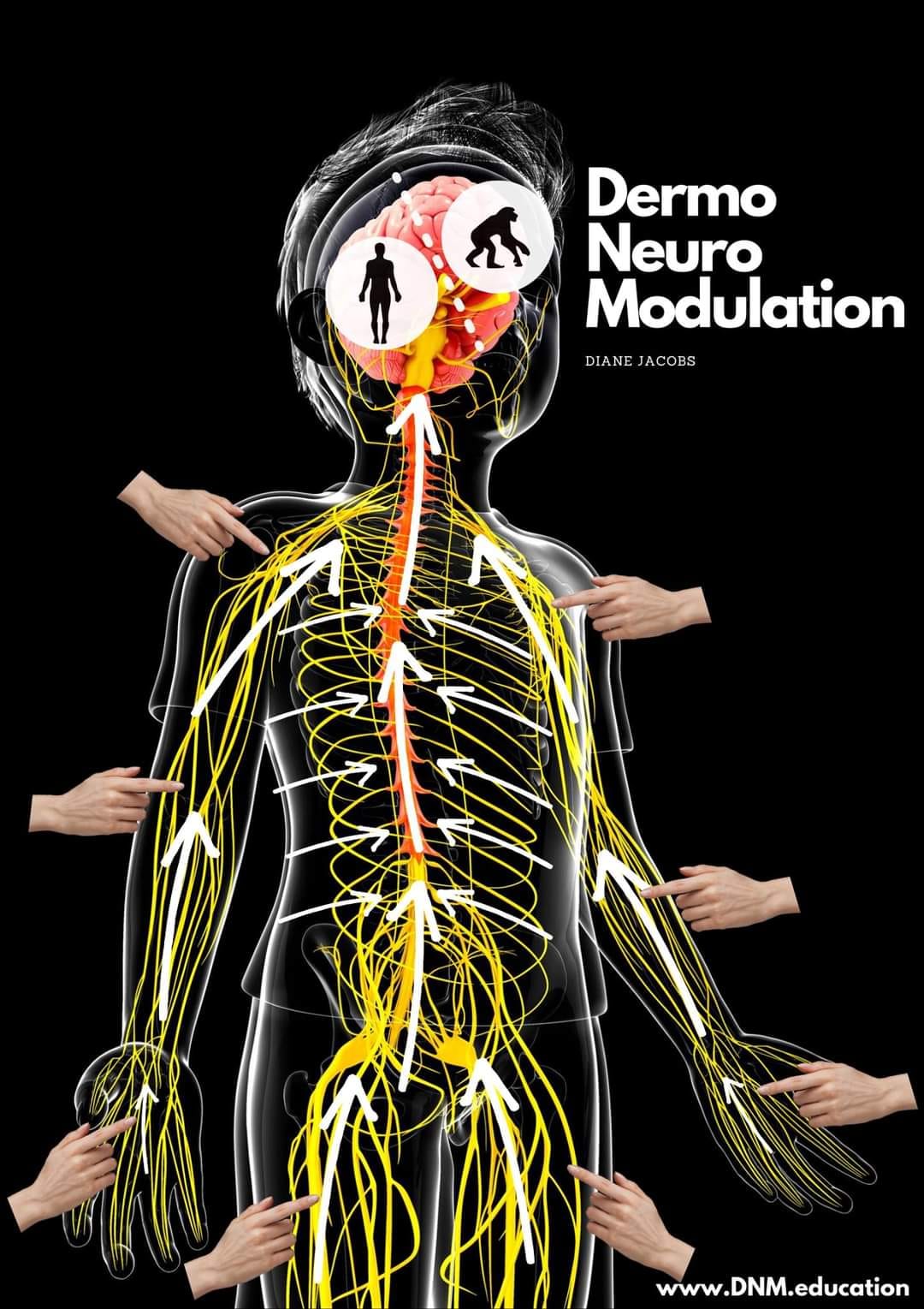 What is Dermoneuromodulation and its application to nervous system