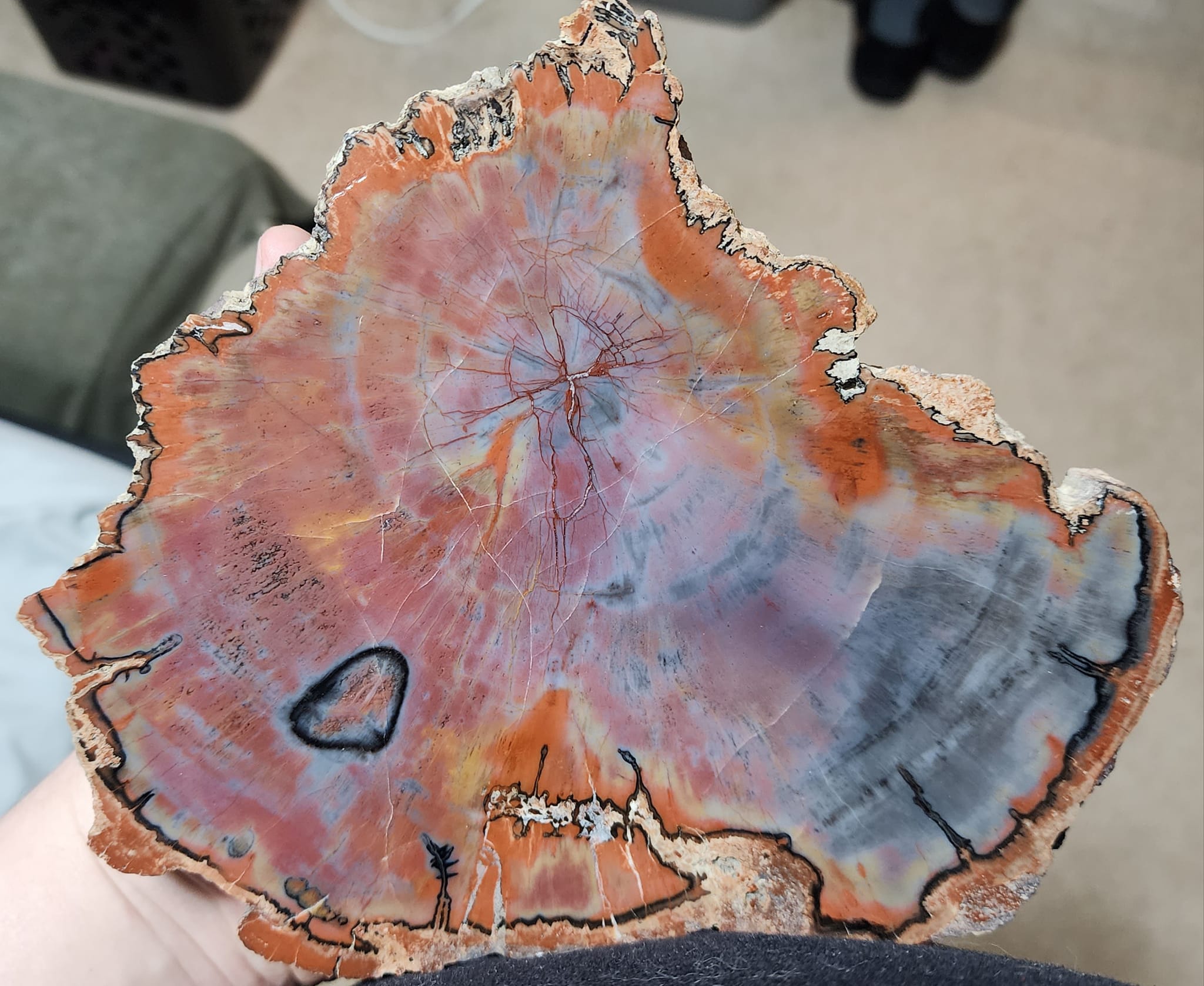 Arizona rainbow petrified wood, possibly Araucaria or Agathoxylon