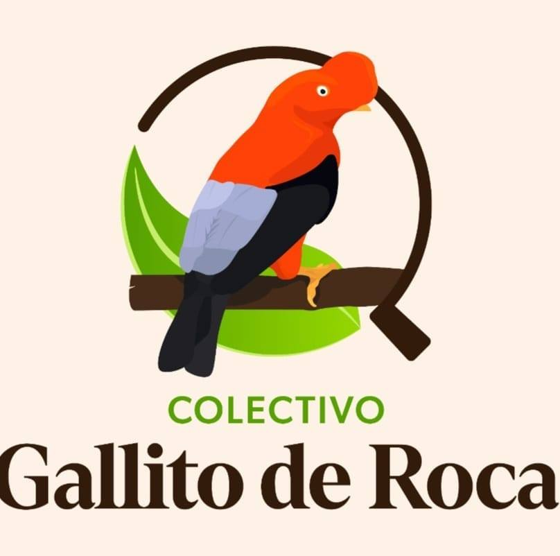 Gallito De Roca