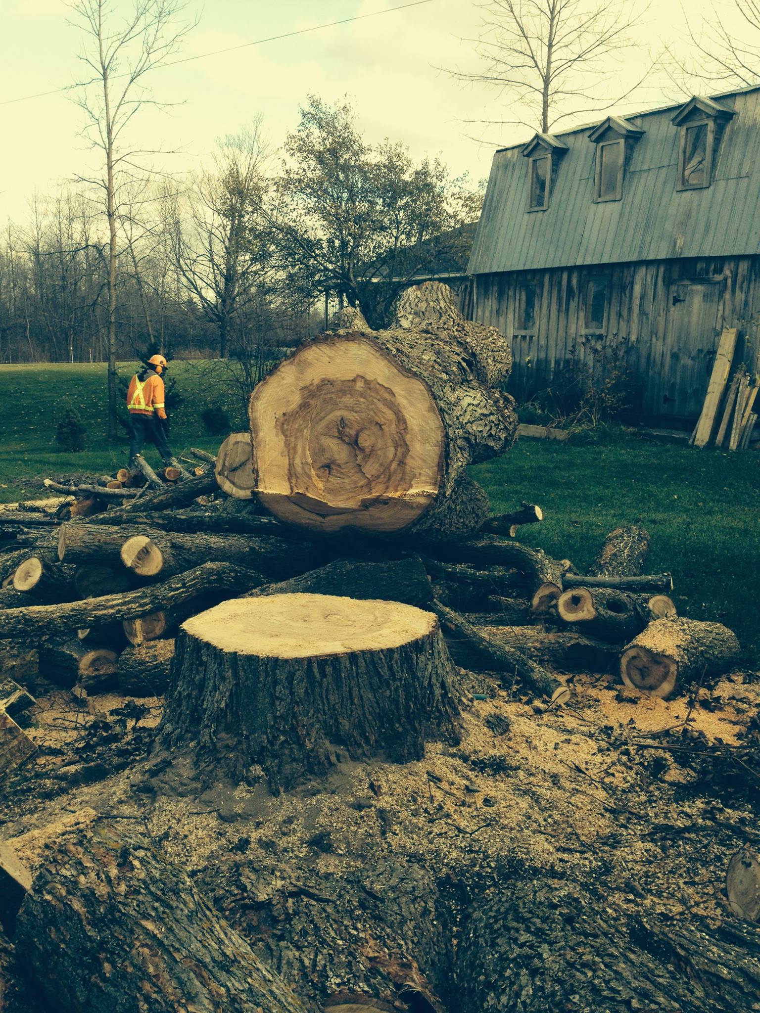 Samson Tree Company | Russell ON