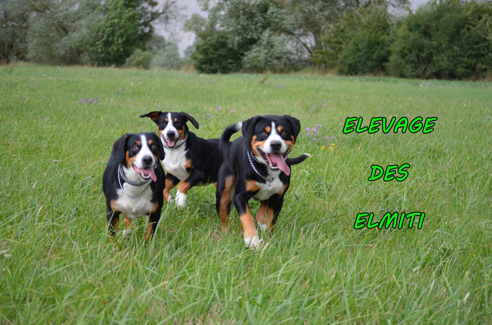elevage-bouvier-d-entlebuch-lorraine