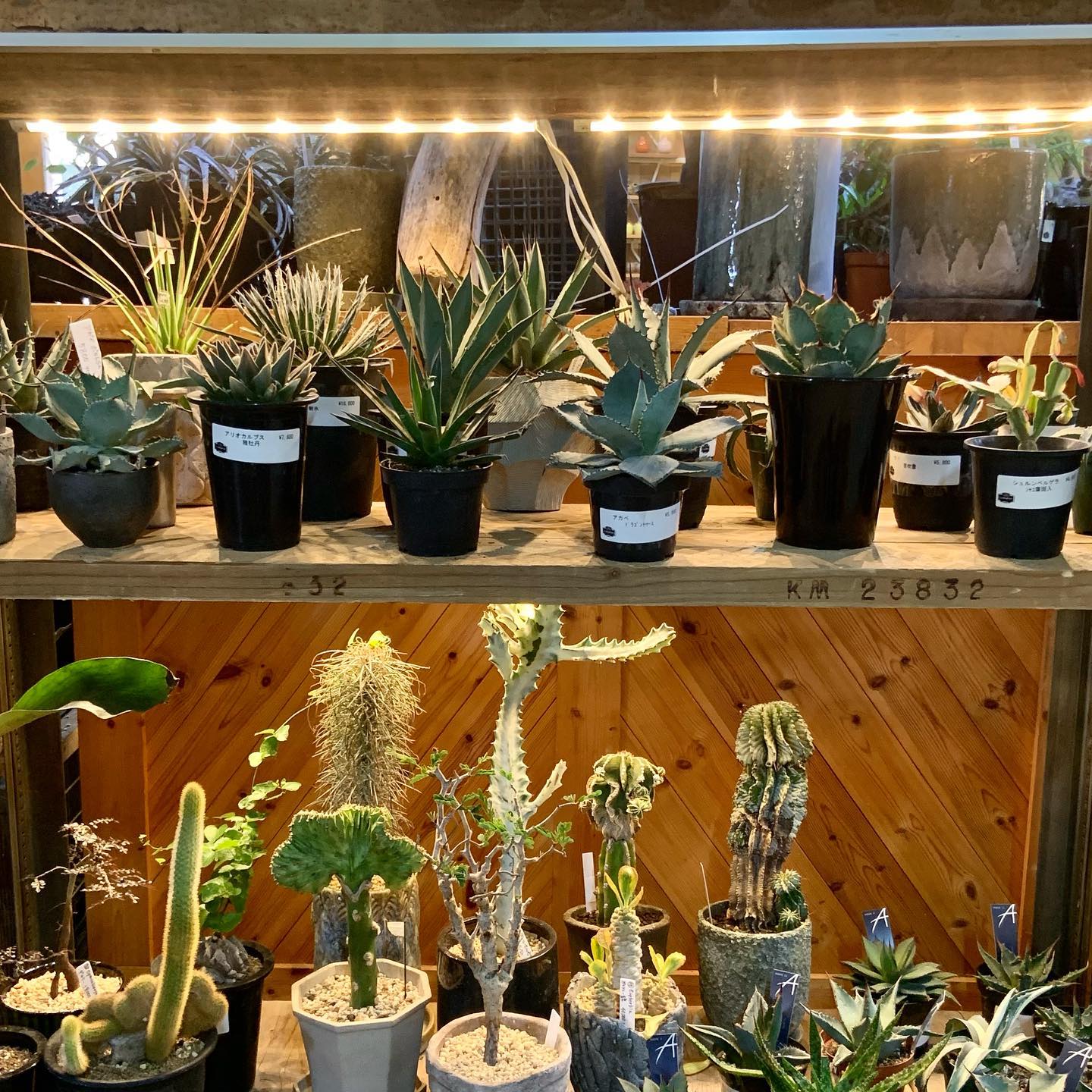 グリーンギャラリーガーデンズ 珍しいサボテンと多肉植物 観葉植物コーナーで展示中です Facebook