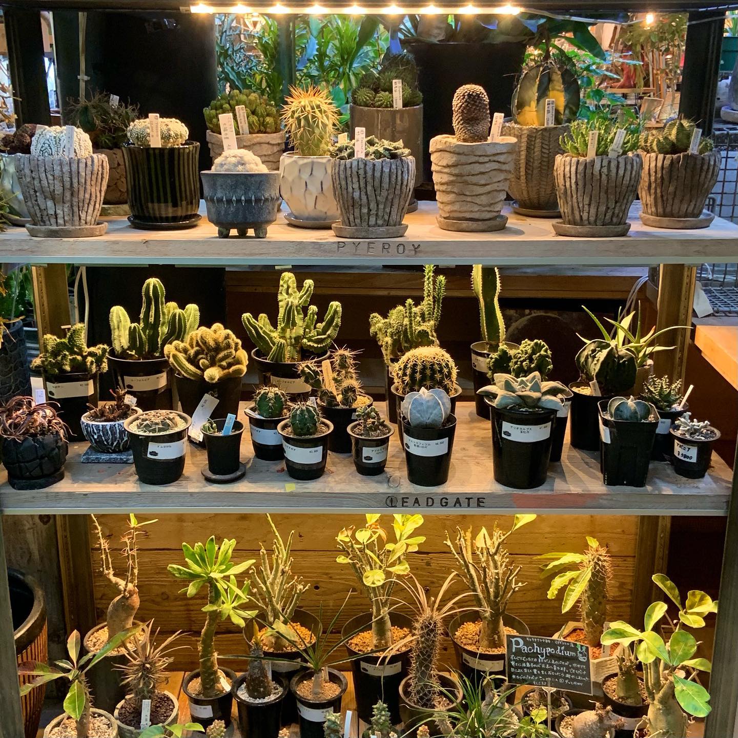 グリーンギャラリーガーデンズ 珍しいサボテンと多肉植物 観葉植物コーナーで展示中です Facebook