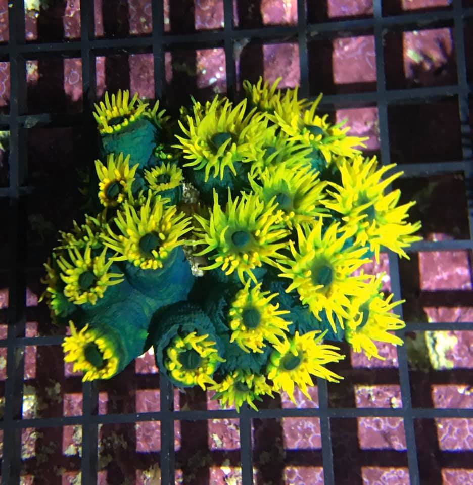 Turquoise Sun Polyp Tubastrea... - Exotic Reef Imports, Inc | Facebook