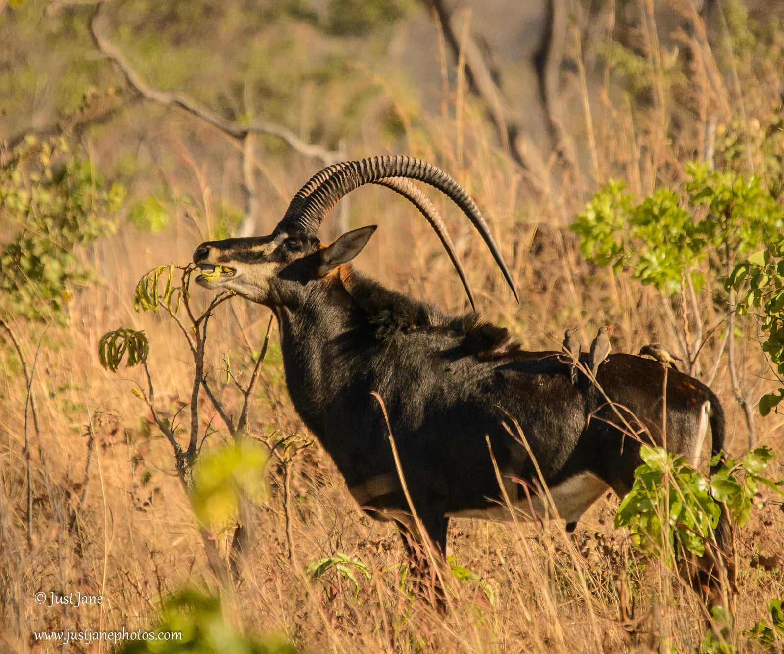 Sable Antelope in the Kafue National... - Mapunga Bush Camp | Facebook