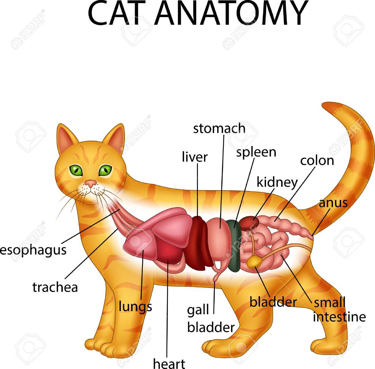 Cat Anatomy 🤓📝🐈 - Medicina Veterinaria Practica