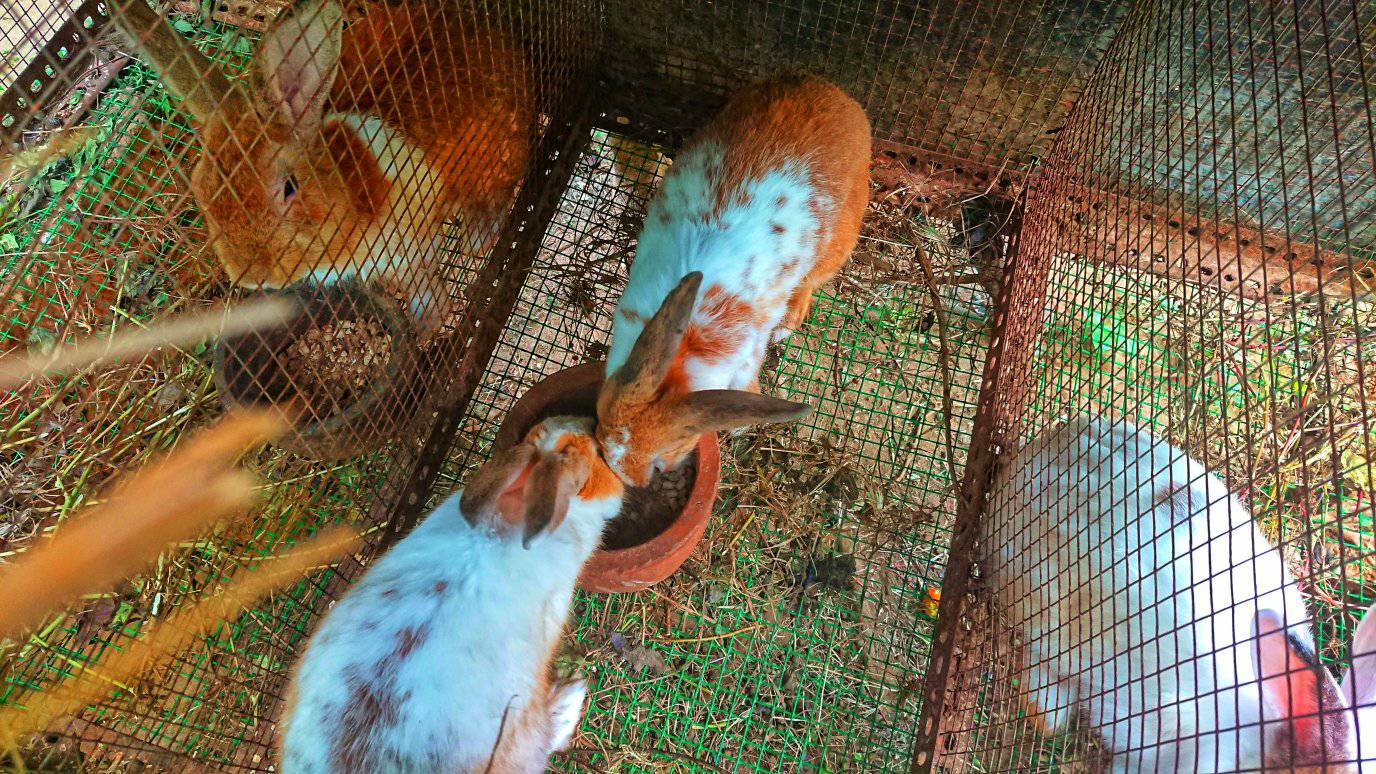 Rabbit farm